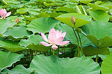 点击冒险游戏《凯蒂梦游喵喵仙境》现已在Steam发售 支持中文